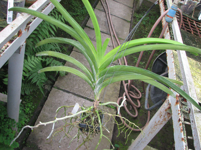 Vanda Rasri Gold x Vanda sanderiana alba x Vanda Thananprai.jpg