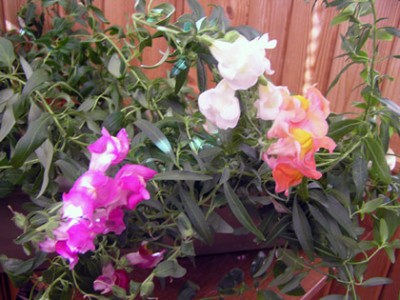 ящик с собачками