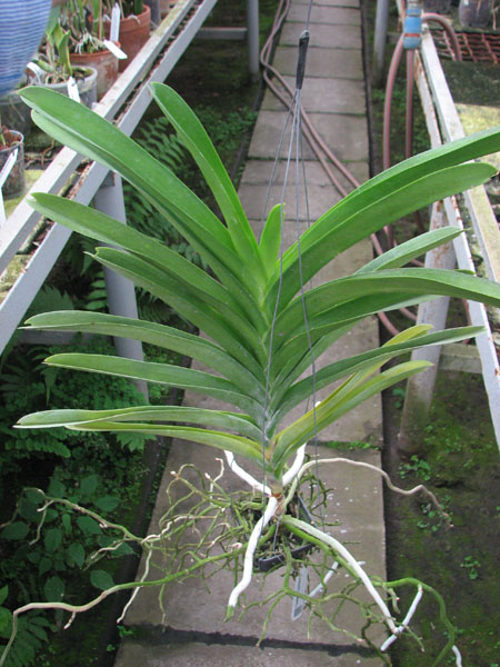 Renanthera philippinensis x Vanda Doctor Anek.jpg