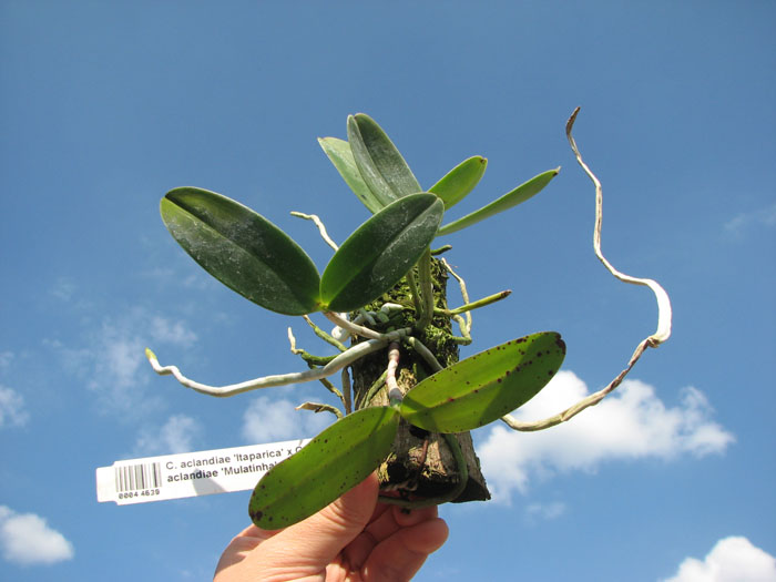 Cattleya aclandiae 'Itaparica' x Cattleya aclandiae 'Mulatinha'.jpg