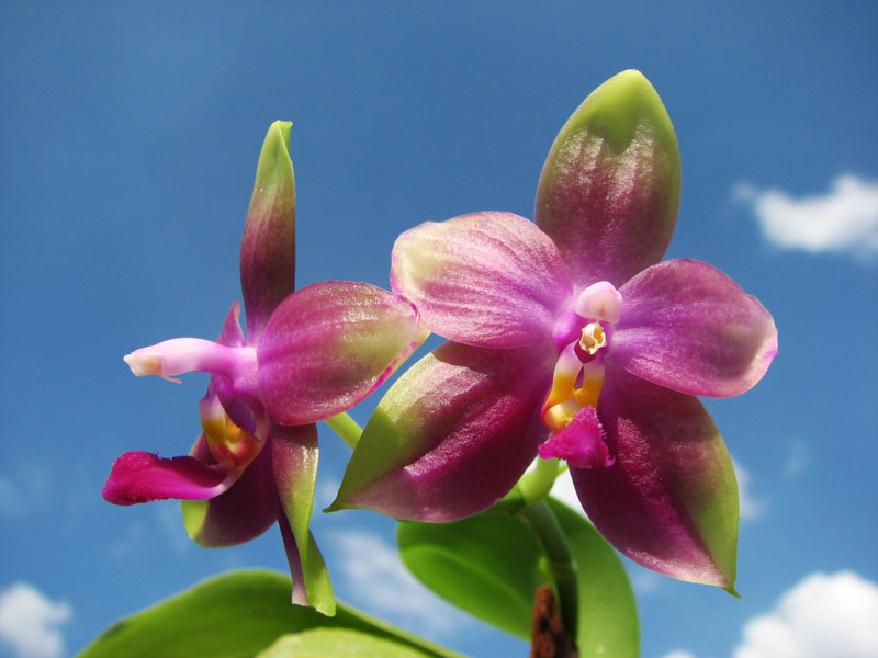 Phalaenopsis Jennifer Palermo (C1 type) x Phalaenopsis LD's Bear Queen.jpg