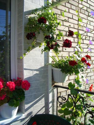 Цветет пеларгония, сальвия. Колосится петрушка, укроп, хлорофитум