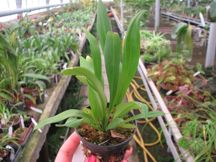 Dracula wallisii.JPG