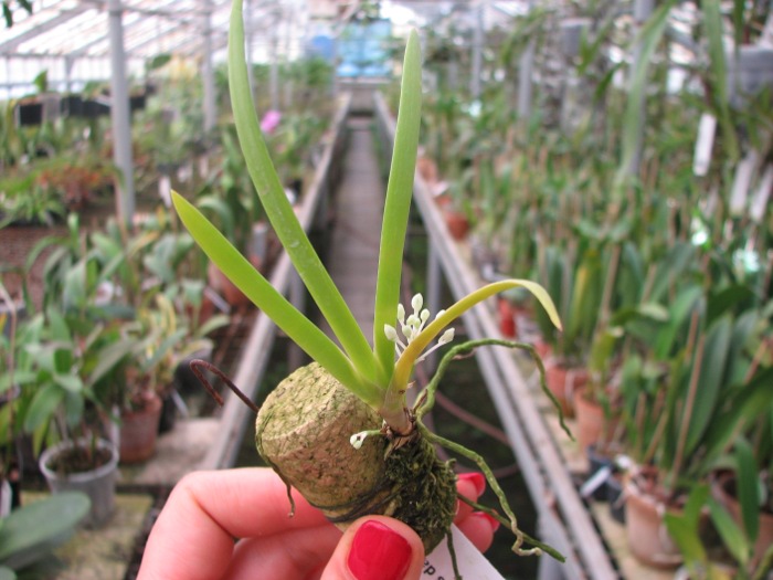 Podangis dactyloceras.JPG