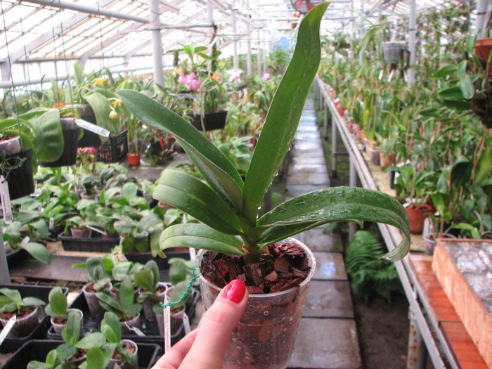 Doritaenopsis Kenneth Schubert x Phalaenopsis bellina blue.JPG