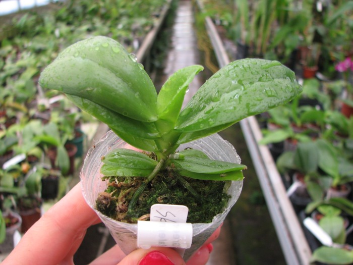 Phalaenopsis Yin's Green Jewel 'Yaphon' x Jennifer Palermo 'C1'.JPG