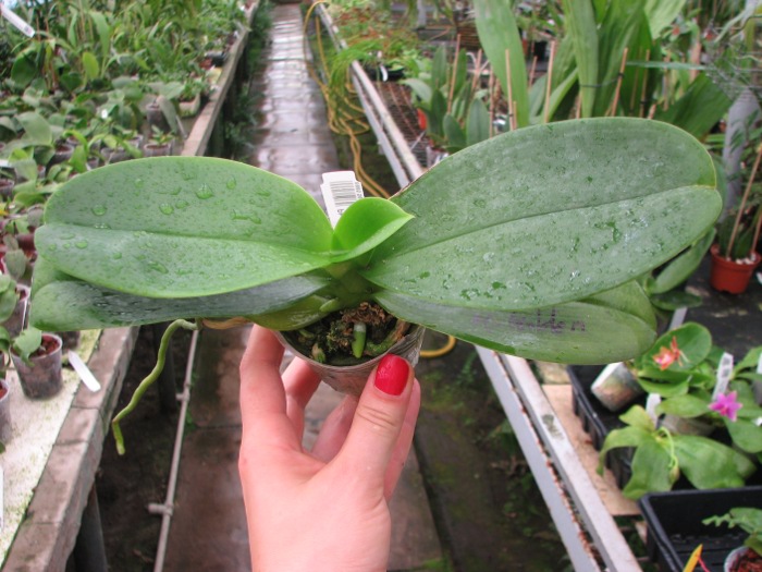 Phalaenopsis Mituo Golden 'M-2'.JPG