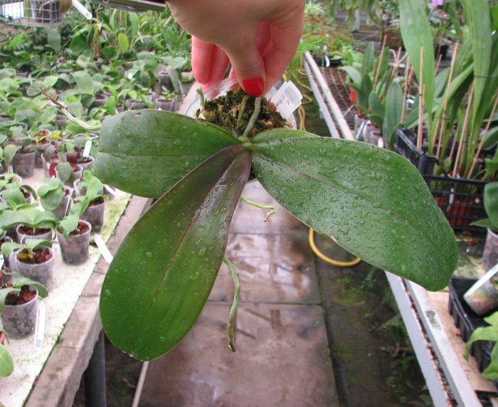 Phalaenopsis gigantea x Golden Peoker 'BL'.JPG