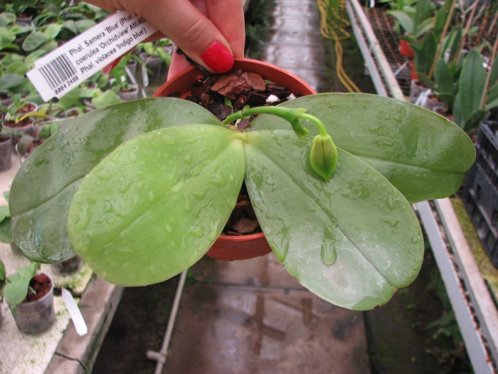 Phalaenopsis Samera 'Blue'.JPG