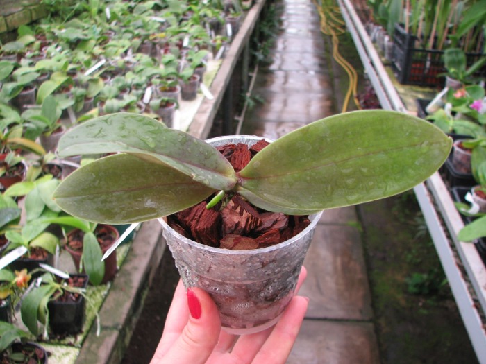 Phalaenopsis Ember 'Yaphon'.JPG