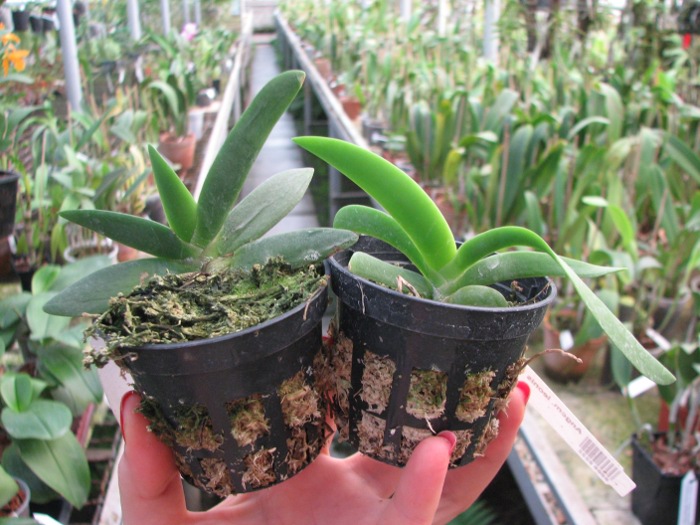 Angraecum leonis.JPG