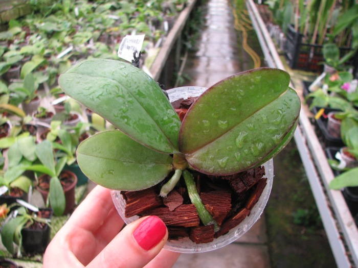Phalaenopsis (Yu Pin Fire Work 'Big Lip' x Tai LiN Redangel 'V31') Big Lip.JPG