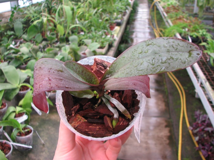 Phalaenopsis stuartiana yellow x sib.JPG