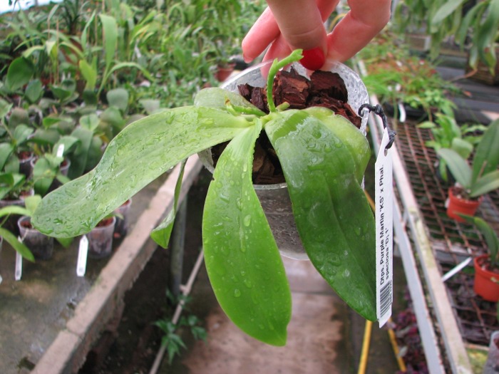 Doritaenopsis Purple Martin 'KS' x Phalaenopsis speciosa 'С 1'.JPG