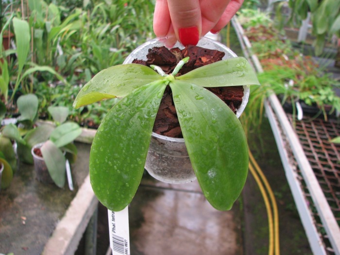 Phalaenopsis tetraspis 'C#1'.JPG