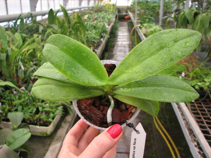 Phalaenopsis hieroglyphica var flava.JPG