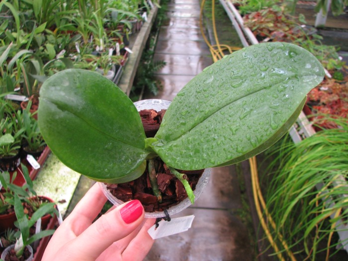 Phalaenopsis Fusheng's World 'FS'.JPG