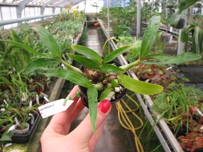 Dendrobium Hibiki (laevifolium x bracteosum).JPG