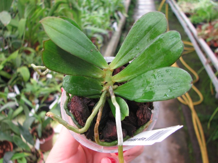 Aerangis distincta x modesta.JPG