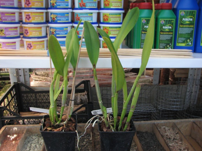 Rhyncholaeliocattleya Golf Green 'Lu-Chi' (OG).JPG