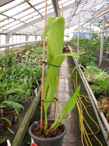 Zygonisia Cynosure 'Blue Water Sailing'.JPG