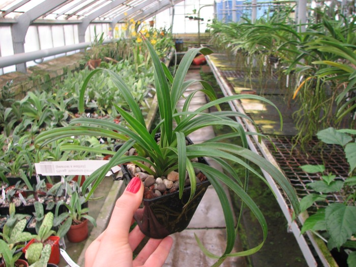 Phragmipedium Memoria Garren Weaver (pearcei x wallisii).JPG