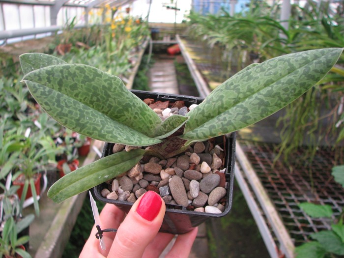 Paphiopedilum venustum.JPG