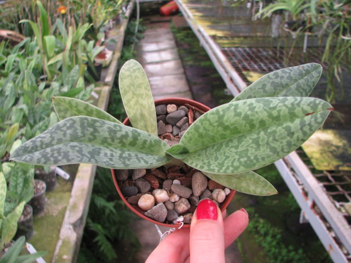 Paphiopedilum venustum alba.JPG