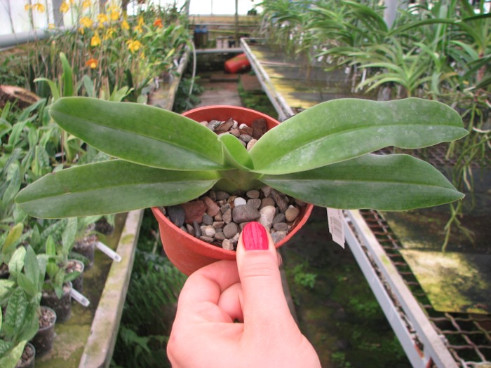Paphiopedilum hangianum.JPG