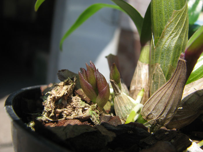 Dendrobium Hibiki (laevifolium x bracteosum).jpg