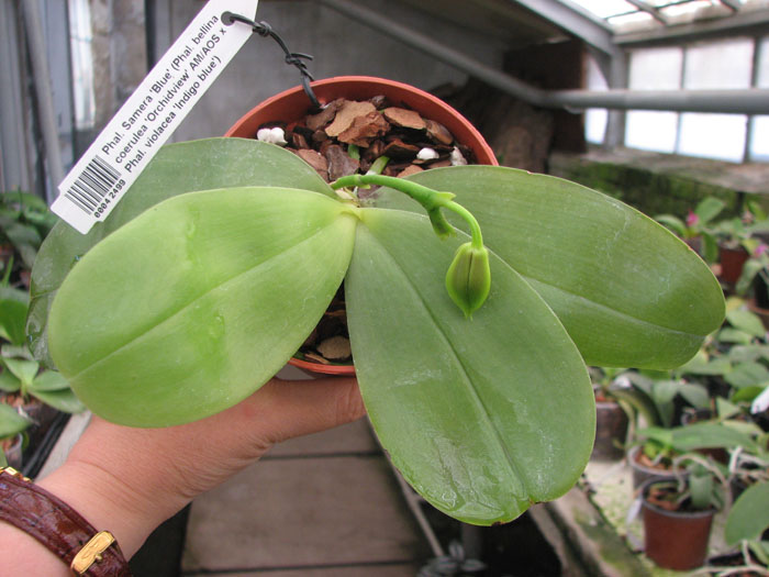 Phalaenopsis Samera 'Blue'.jpg