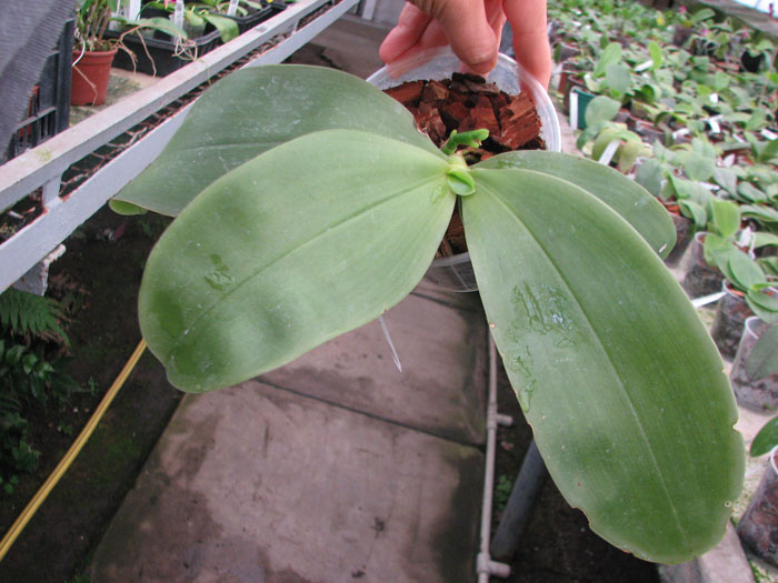 Phalaenopsis bellina.jpg