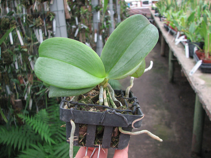Phalaenopsis Auspice Knight 'Malayan'.jpg