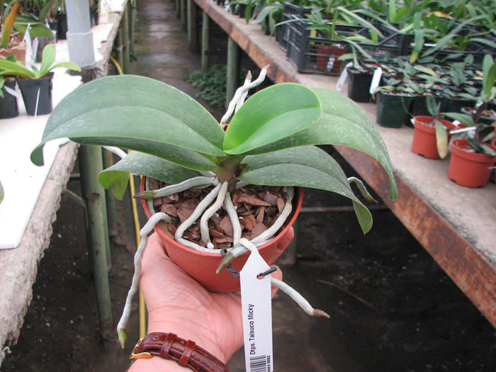 Doritaenopsis Taisuco Micky.jpg