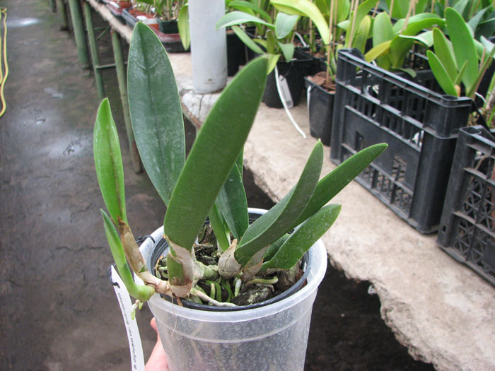 Brassavola digbyana var  fimbripetala.jpg