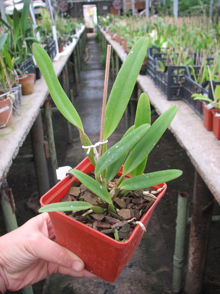 Cattleya percivaliana tipo 'Remolacha' (19-6) x SELF.jpg
