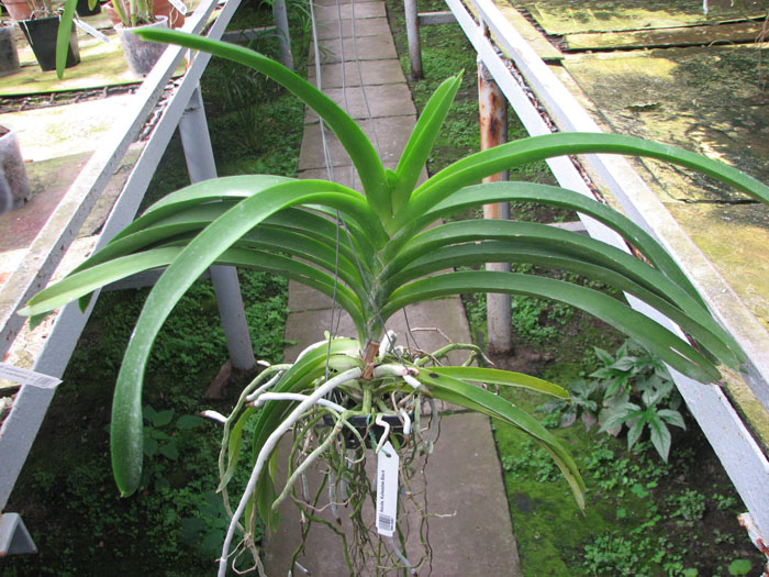 Ascocenda Kulwadee Black.jpg