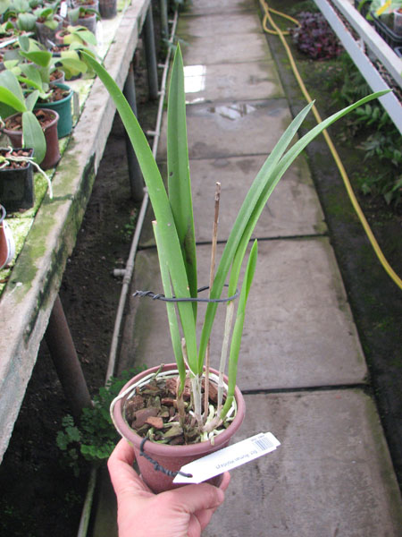 brassocatanthe roman holiday.jpg