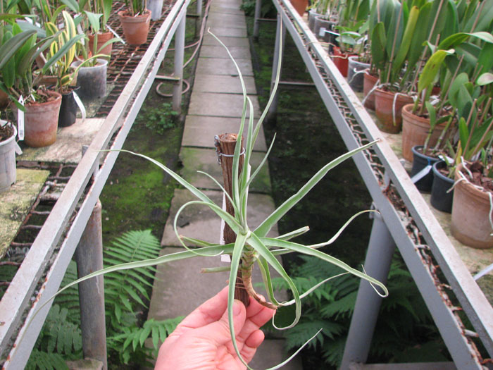 Tillandsia arhiza.jpg