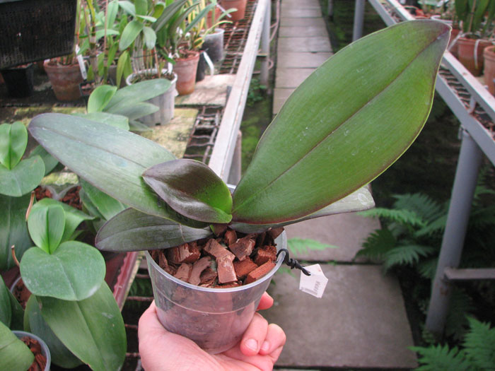 Phalaenopsis Mituo Cake 'Red'.jpg