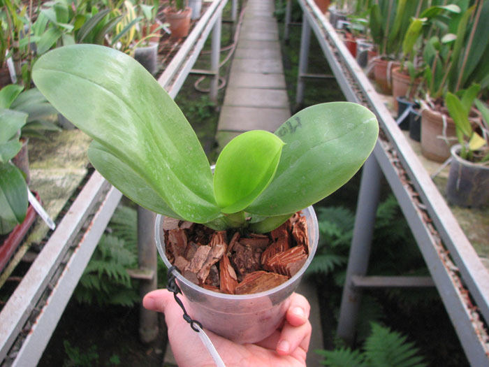 Phalaenopsis Ld's Bear King 'Golden King'.jpg