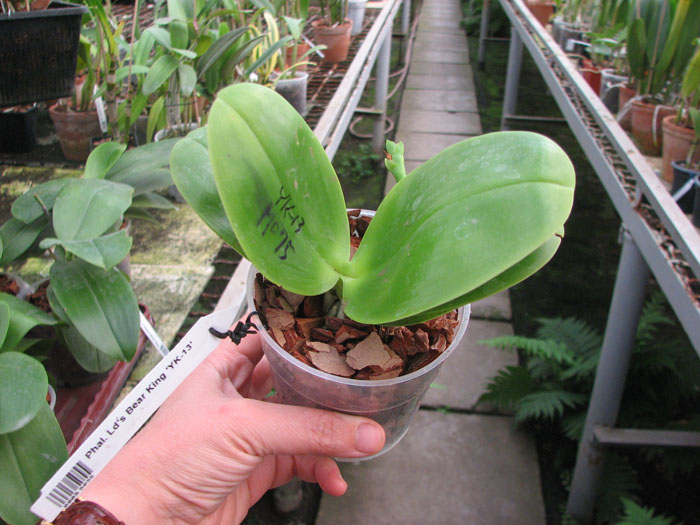 Phalaenopsis Ld's Bear King 'YK-13'.jpg