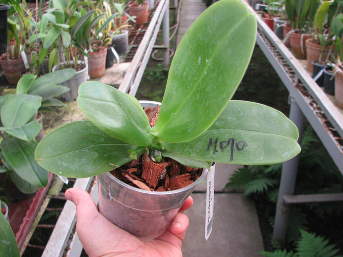 Phalaenopsis Ld's Bear King 'RK-3'.jpg