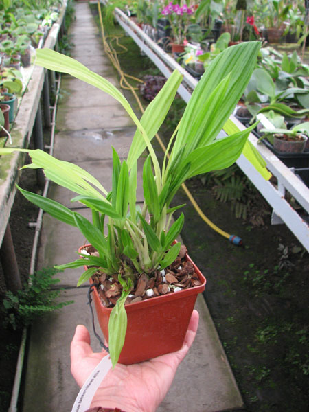 Phaius tankervilleae alba.jpg
