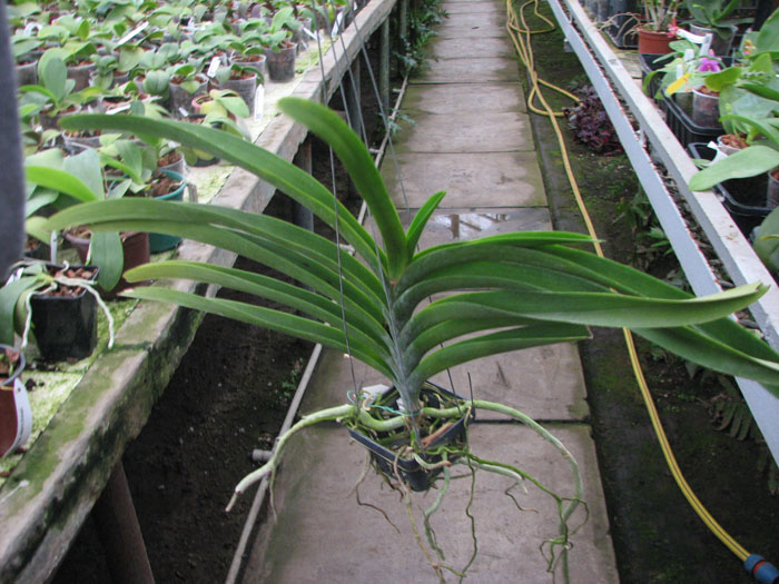 Vanda Rattana Fay x Dr Anek.jpg