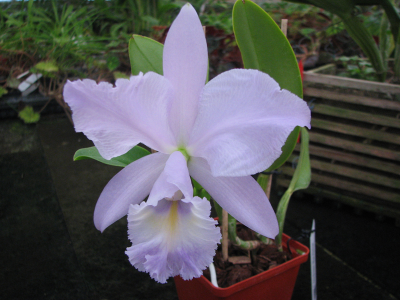 Cattleya Sea Breeze 'Blue Ribbon'.jpg