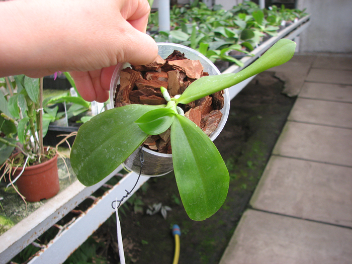 Phalaenopsis tetraspis 'C#1'.jpg