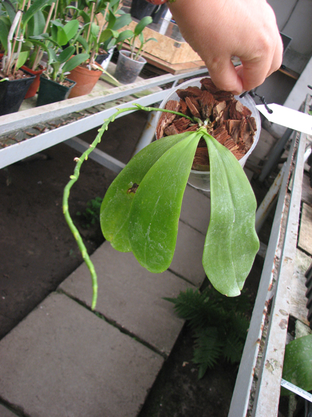 Phalaenopsis tetraspis.jpg