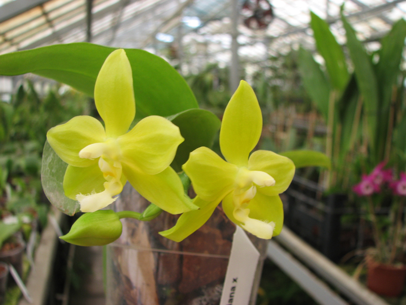 Phalaenopsis lueddemanniana x amboinensis.jpg