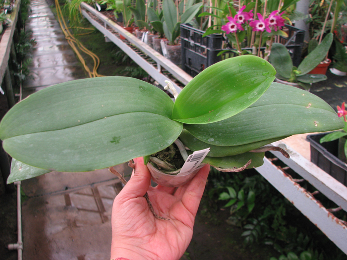 Phalaenopsis Mituo Golden 'M-2'.jpg